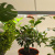 Подвесной светодиодный светильник для растений ЭРА Fito-18W-T5-Ra90 Б0049313
